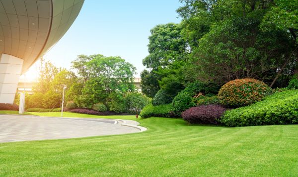 Commercial Shrub Trimming in Monument