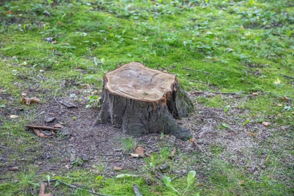 Bush Stump Removal in Monument