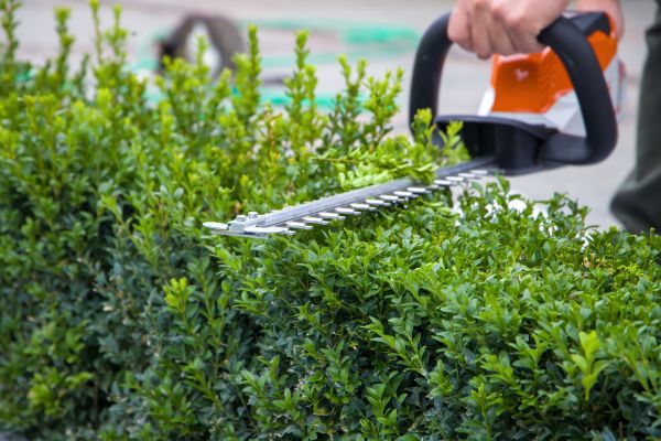 Hedge Pruning in Monument