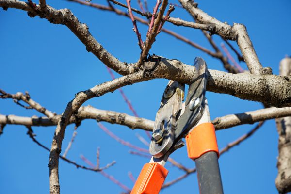 Cost of Selective Pruning in Monument