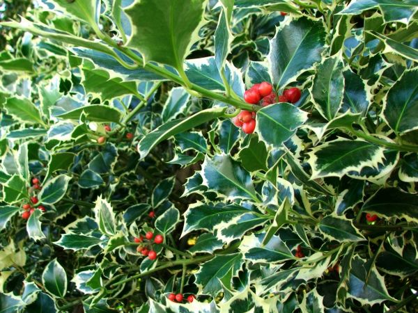 Holly Bushes Trimming in Monument