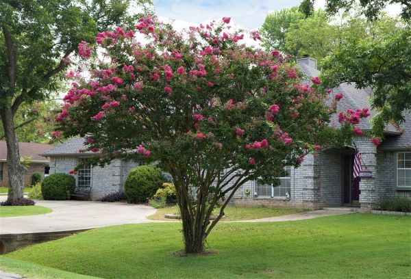 Crepe Myrtle Trimming in Monument