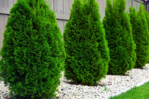 Cost of Arborvitae Removal in Monument