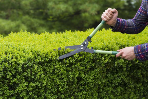 Cost of Evergreen Shrub Pruning in Monument