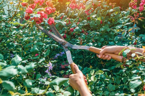 Knockout Roses Pruning in Monument