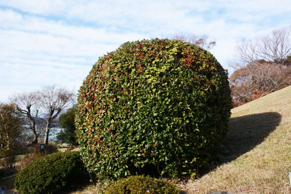 Holly Shrub Pruning in Monument