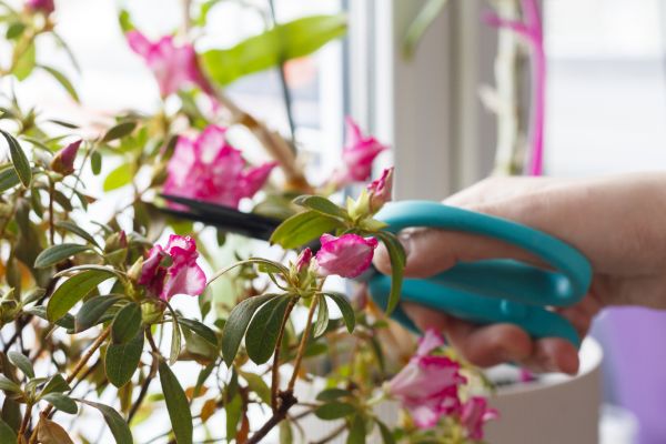 Azalea Pruning in Monument