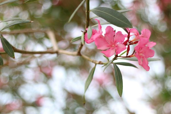 Cost of Oleander Removal in Monument
