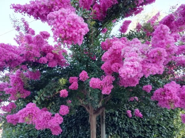 Crape Myrtle Pruning in Monument