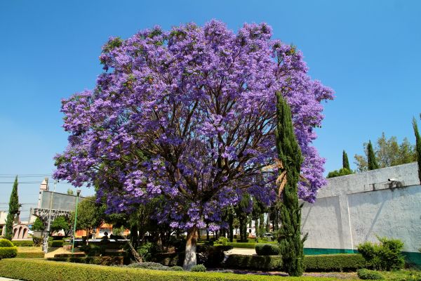 Cost of Jacaranda Pruning in Monument