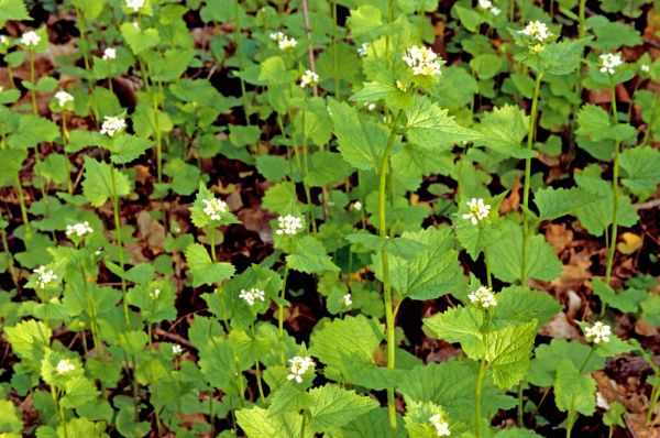 Cost of Garlic Mustard Removal in Monument