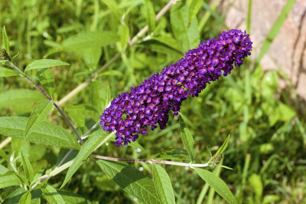Butterfly Bush Pruning in Monument