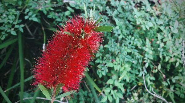 Cost of Bottlebrush Pruning in Monument