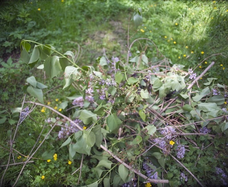 Butterfly Bush Removal