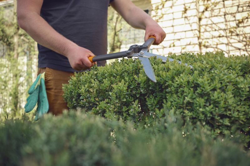 Evergreen Shrub Pruning