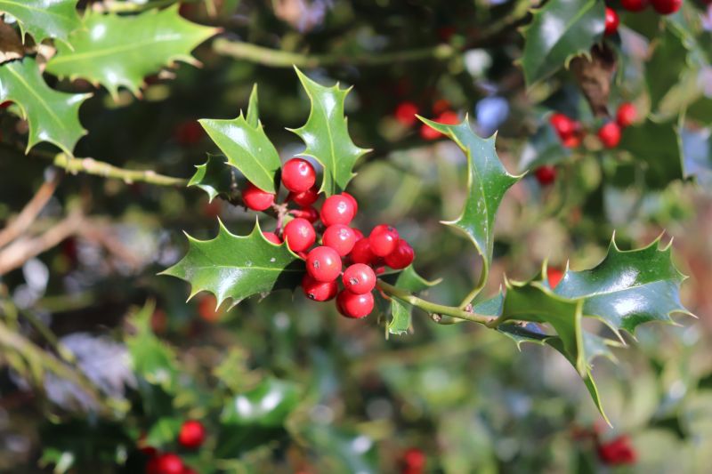 Holly Pruning