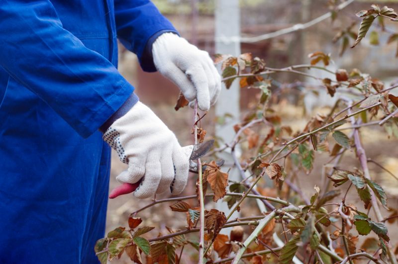 Rhododendron Pruning