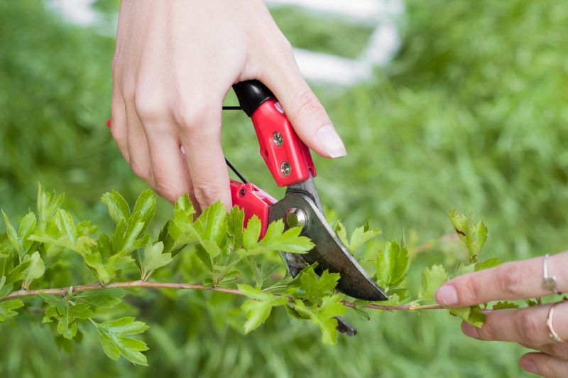 Tools Used for Shrub Trimming